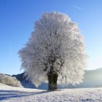 tree, winter landscape, hoarfrost-1959267.jpg